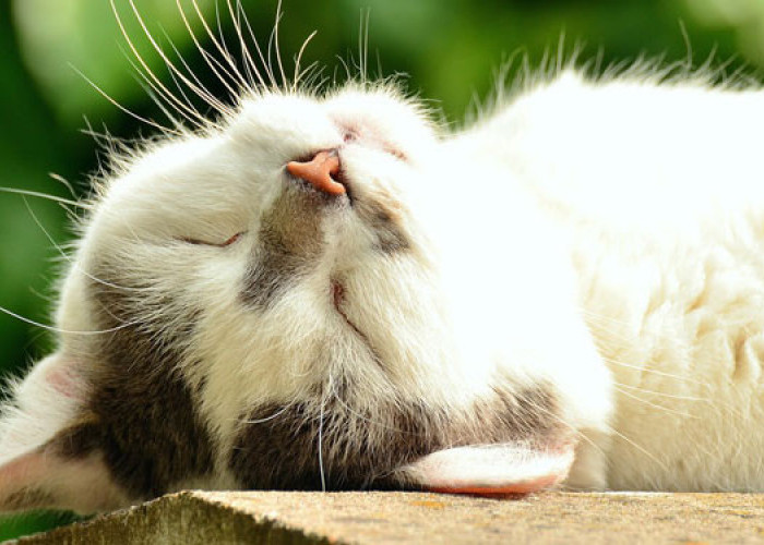 Unik! Pahami 6 Posisi Tidur Kucing yang Punya Makna Tersembunyi dan Jarang Diketahui, Coba Perhatikan! 