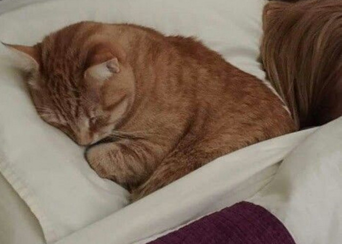 Benarkah Kucing Bisa Tidur Hingga 20 Jam? Inilah 9 Fakta Unik tentang Kucing; Nomor 8 Mungkin Anda Belum Tahu 