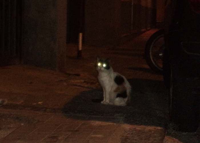 Inilah Alasan Kenapa Kucing Mengeong di Malam Hari, Benarkah Melihat Makhluk Halus?