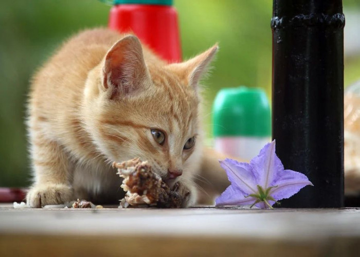 Terlihat Sepele, Inilah 4 Efek Buruk Kucing Makan Makanan Bekas Manusia, Ternyata Sangat Berbahaya!