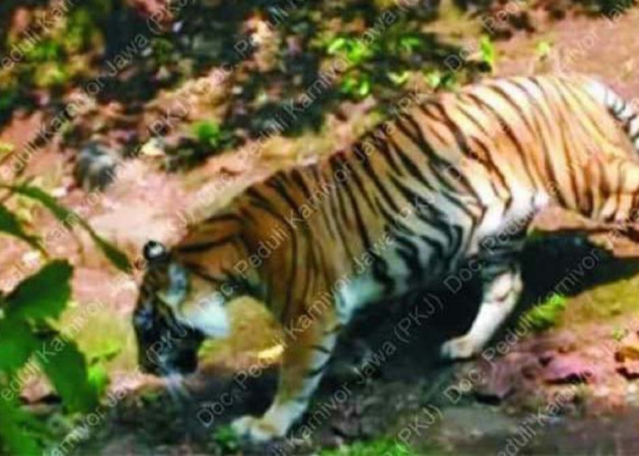 Harimau Jawa yang Lekat dengan Leluhur dan Kerap Dikaitkan dengan Hal Mistis