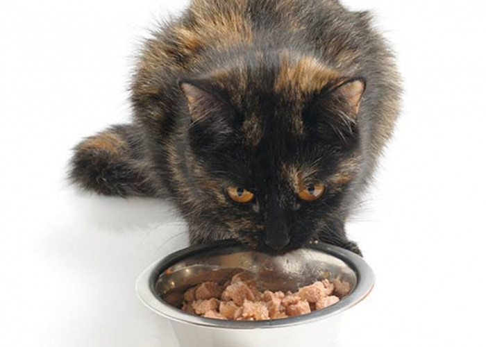Resep dan Cara Mudah Membuat Makanan Kucing Sendiri, Bisa untuk Kucing Kampung dan Ras