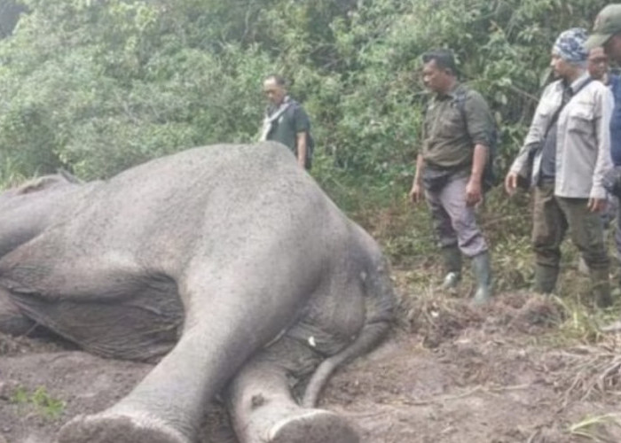 Sebelum Natal, Gajah Paling Ditakuti Ini Mati Mendadak, Sakit atau Diracun? Begini Kata Petugas