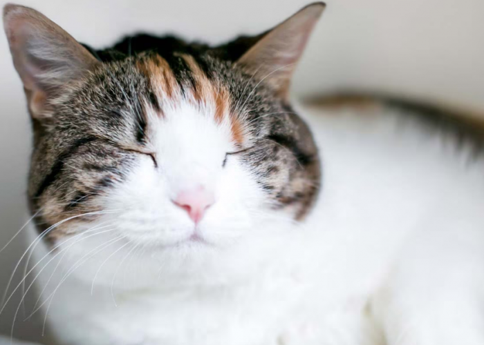 Ini 7 Cara Mengetahui Kucing Bahagia atau Tidak, Catlovers Wajib Tahu!