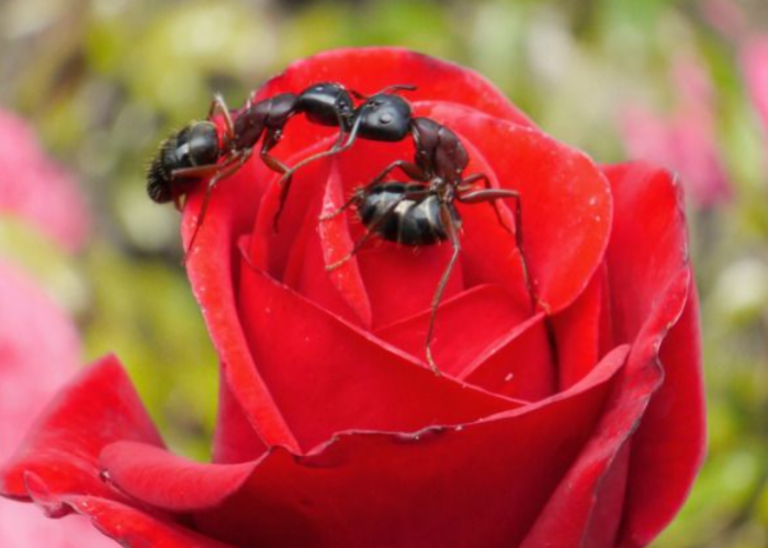5 Tanaman yang Mengundang Semut, Jangan Menanamnya jika Tidak Ingin Rumah Jadi Sarang Semut
