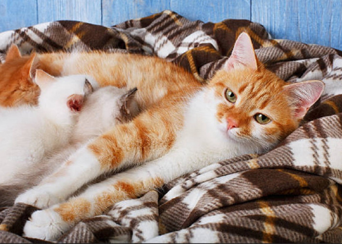 Bagaimana Cara Mencegah Kucing Agar Tidak Hamil? Para Pemilik Kucing Betina Wajib Tahu!