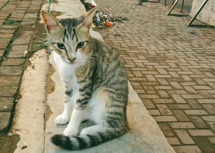 Ciri-ciri Kucing Liar: Ayo Membedakannya dari Kucing Peliharaan dengan 2 Hal Berikut ini! 