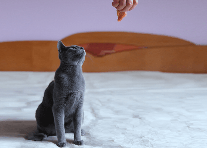 4 Cara Kucing Mengenali Namanya Sendiri, Ternyata Sangat Mudah Bisa Sambil Diajak Bermain