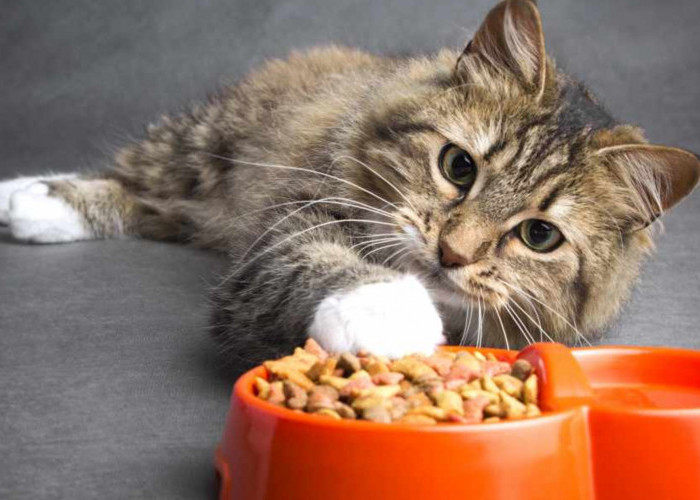 6 Alasan Mengapa Kucing Tidak Mau Makan? Simak Penjelasan dan Penanganan yang Tepat