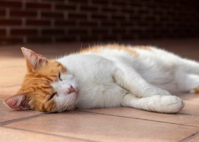 Buat Kucing Betah Berada di Teras Rumah, Ini Dia 5 Hal Yang Membuat Kucing Liar Betah Tinggal di Teras Rumahh