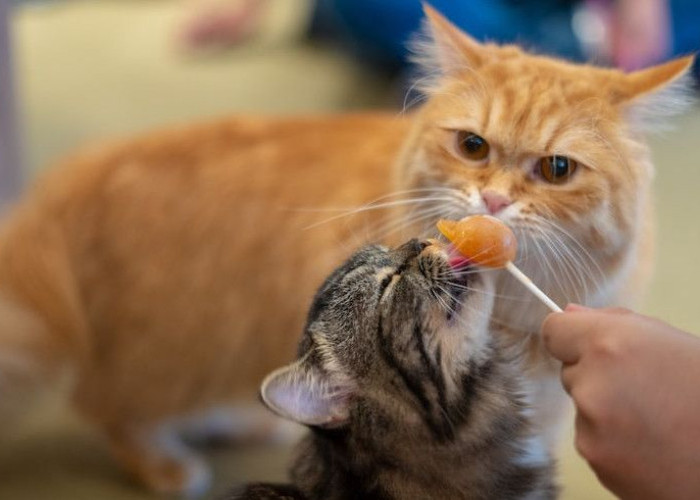 5 Cara Mengatasi Kucing Tidak Mau Makan, Coba Lakukan Tips Sederhana Ini! Bikin Nafsu Makan Anabul Kembali