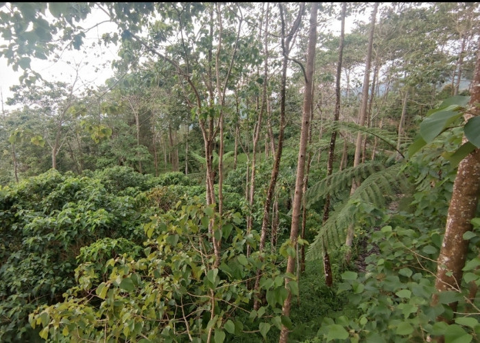 Harimau Abu Penghuni Gunung Ciremai, Gampang Dijumpai di 5 Tempat Ini, Kumpul di Tumbuhan Berbunga