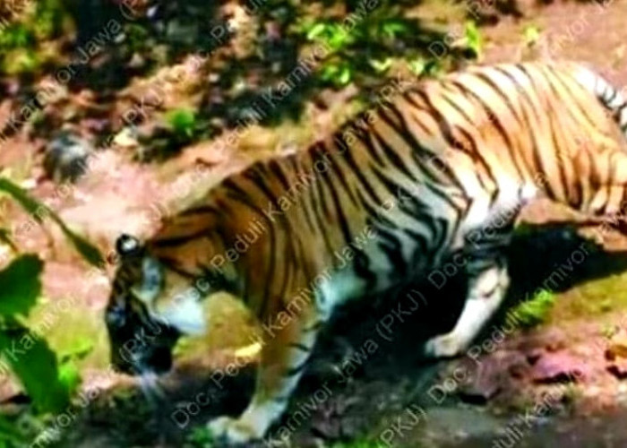 Sederet Bukti Harimau Jawa Belum Punah, Ada Bukti Foto Tahun 2019 yang Bikin Geger