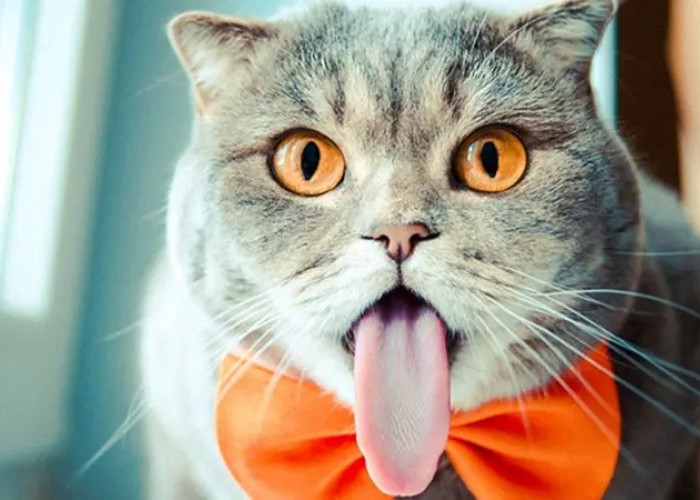 Kucing Tergolong Hewan Cerdas, Inilah 3 Ungkapan Peneliti Kucing Sebanding Manusia Usia 2 Tahun Kecerdasanya!