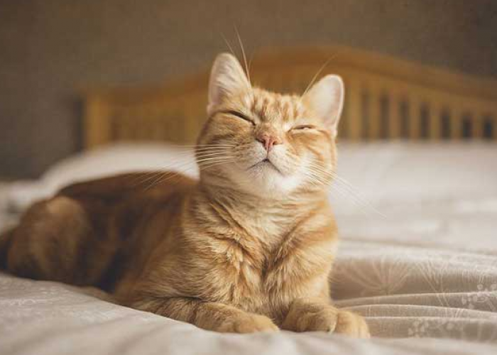 Pemilik Anabul Wajib Tau! Ini 6 Pertanda Kucing Menyukai Kita, yang Masih Jarang diketahui!