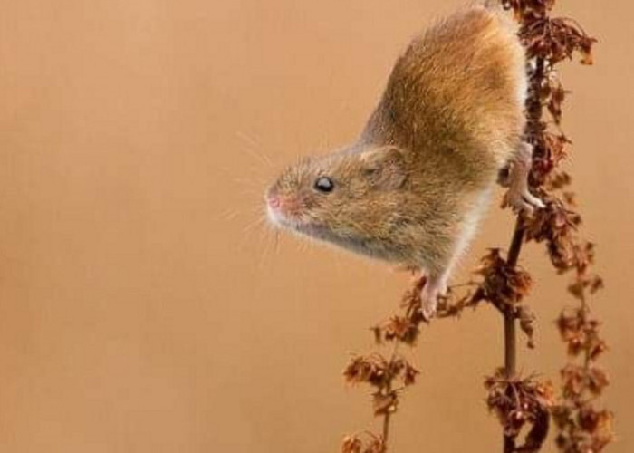 Baunya Bikin Enek Tikus, Ini Dia 6 Bahan Alami Yang Tidak Disukai Tikus, Cocok Untuk Mengusir Tikus Dari Rumah