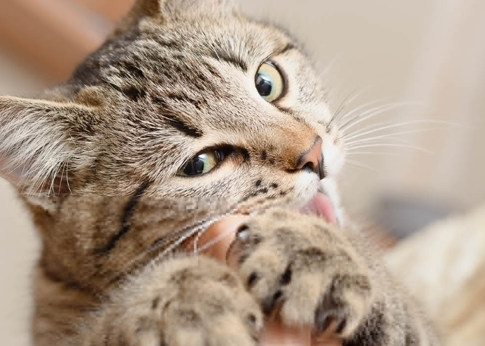 Apa itu Gigitan Cinta Kucing? Berikut 5 Alasan Kucing Suka Menggigit Jari atau Tangan Pemiliknya