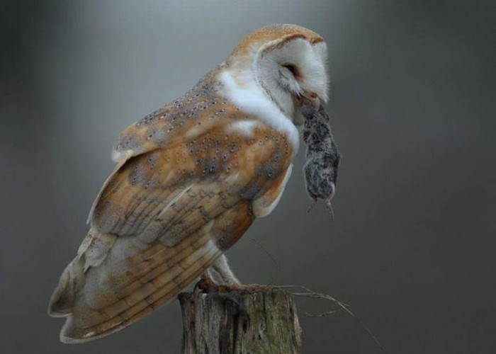 Ini Dia 3 Jenis Burung Hantu yang Dapat Dipelihara Sebagai Pembasmi Tikus di Rumah