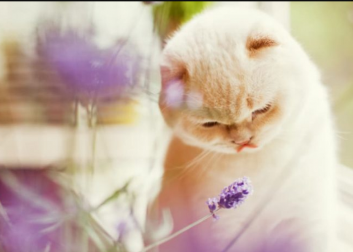 Apakah Tanaman Lavender Aman untuk Kucing Peliharaan? Cari Tahu Sebelum Memeliharanya Bareng Anabul