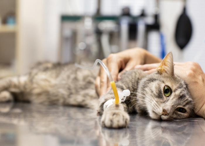 Perhatikan 5 Tanda Kucing Keracunan Makanan Berikut, Lengkap dengan Tipsnya