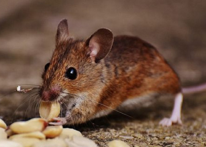 6 Langkah Jitu Menjebak Tikus di Plafon Rumah Menggunakan Kapur Barus, Yuk Ikuti Caranya
