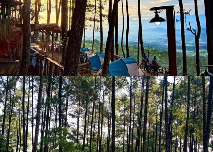 Adem dan Asri, Ini 5 Tempat Wisata Hutan Pinus di Kuningan, Cocok Banget Buat Liburan Keluarga! 