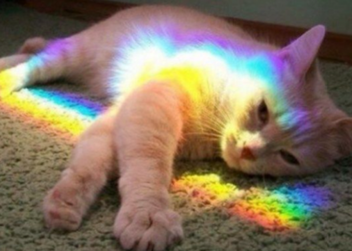 Jangan Salah! Apakah Kucing Buta Warna? Ternyata Mata Kucing Cuma Bisa Melihat 3 Warna Ini
