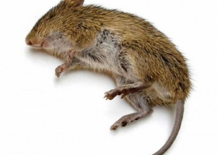 Tidak Perlu Pusing, Ini Nih 5 Cara Praktis Usir Tikus Dari Rumah, Buat Tikus Kapok dan Tidak Kembali