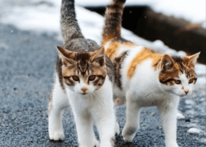 Mengenal Kucing Campuran Kucing Liar dan Kucing Ras, Ternyata Bulunya Lebih Unik! 