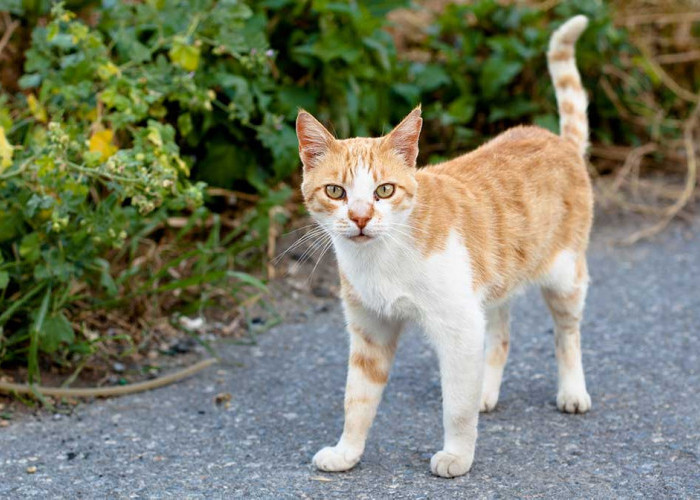 Kenapa Kucing Kampung Susah Gemuk Padahal Suka Makan? Inilah 4 Penyebab Kucing Kurus, yang Perlu Diketahui!