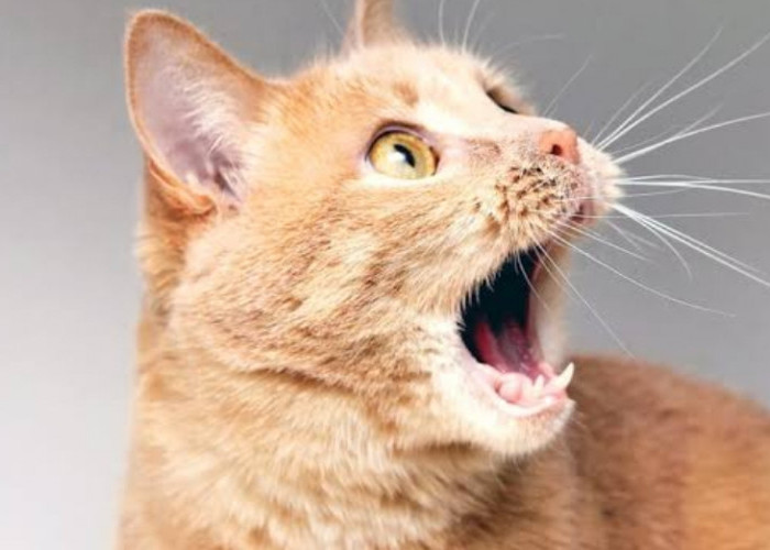 4 Cara Mudah Menghilangkan Bau Mulut Kucing Kampung, yang Efektif dan Simpel! 