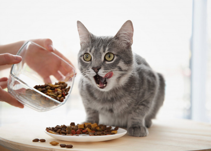 Beginilah Cara Membuat Makan Kucing di Rumah, Resep Lezat Makan Basa dan Makanan Kering untuk Kucing 