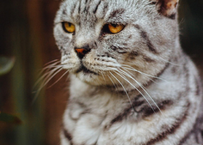 5 Cara Mengatasi Kucing Yang Sedang Sedih, Pemilik Kucing Wajib Simak!