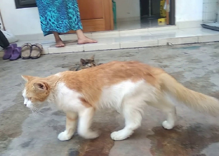 Kucing Ras Kawin dengan Kucing Kampung, Begini Keturunan Hasil Perkawinan Silang