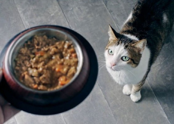 Mulai Dari 20 Ribuan Aja! Yuk Simak 5 Makanan Kucing Berkualitas dengan Harga Terjangkau