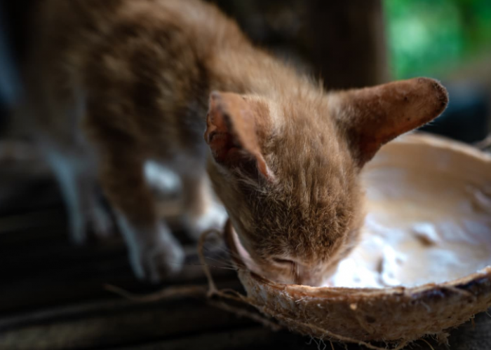 Terkenal Sebagai Minuman Herbal, Bolehkah Kucing Minum Air Kelapa? Ini Dampaknya untuk Anabul!
