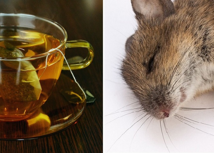 Aromanya Bikin Tikus Enggan Mendekat! Ini Dia 6 Cara Usir Tikus Menggunakan Teh Celup, Apakah Efektif?