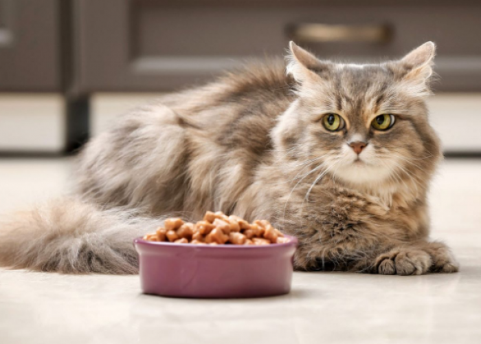 Ternyata Ini Alasan Kenapa Kucing Suka Pilih Pilih Makanan, Simak Cara Mengatasinya Berikut!