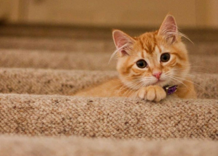 Sering Disebut 'Preman' Inilah 6 Fakta Unik Kucing Oren yang Jarang Diketahui
