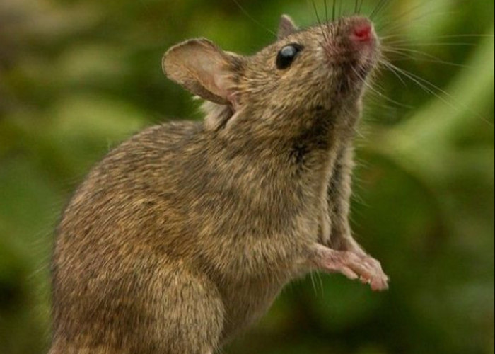 Baunya Bikin Tikus Pergi Menjauh, Ini Dia 5 Bau Alami Yang Tidak Disukai Tikus