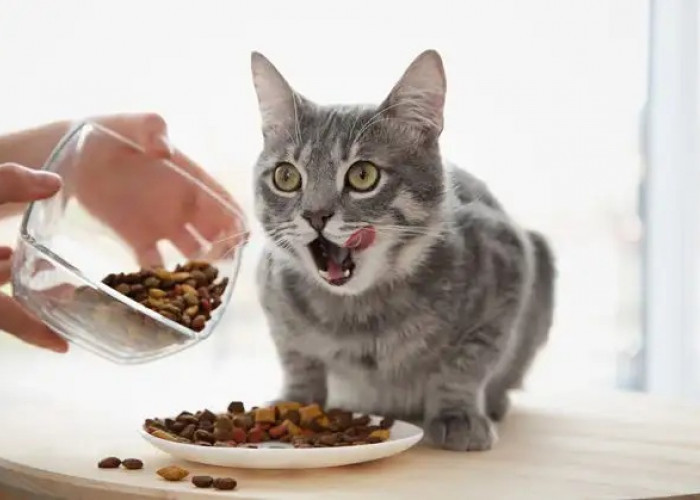 Cara Membuat Makan Kering Untuk Kucing Peliharaan, Mengandung Bahan Berkualitas Bisa Awet Hingga 3 Bulan! 