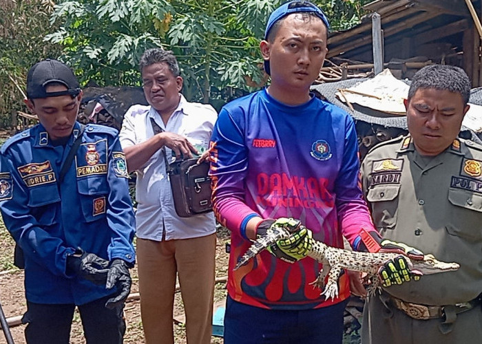 Damkar Kuningan Evakuasi Anak Buaya dari Permukiman Warga di Cigandamekar
