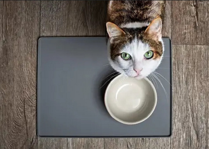 Jangan Biarkan Anabul Kelaparan! Yuk Simak 5 Ciri-Ciri Kucing Lapar Yang Perlu Kamu Ketahui