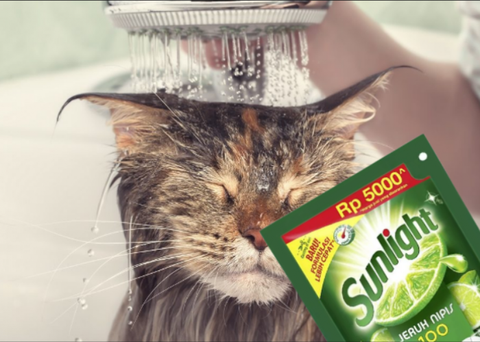 Apakah Boleh Memandikan Kucing dengan Sabun Cuci Piring? Awas Dampaknya Berbahaya untuk Anabul!