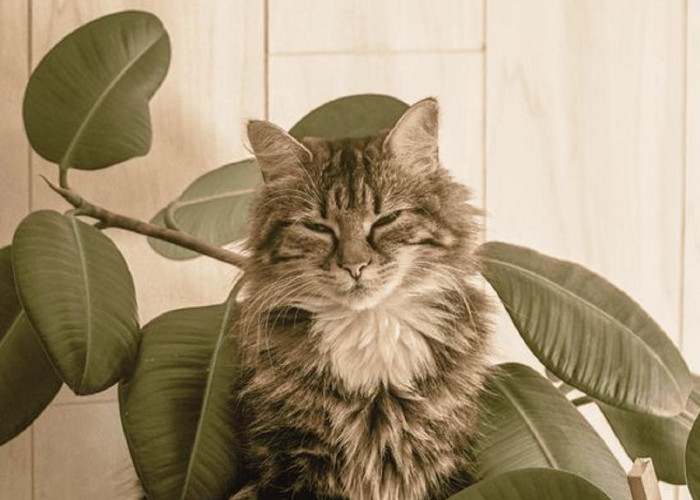 Mengenal 7 Tanaman Yang Dibenci Kucing, Bisa Untuk Mengusir Kucing Liar Yang Suka Buang Air di Rumah
