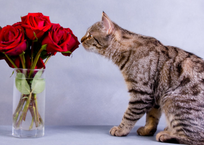 Ini 6 Daftar Tanaman yang Aman Untuk Kucing Peliharaan Kita, Baik Indoor dan Juga Outdoor!