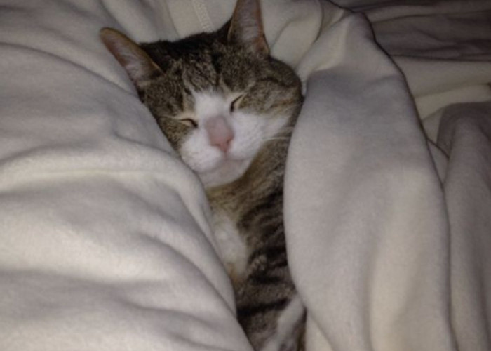 5 Manfaat Tidur Bersama Kucing Peliharaan Yang Banyak Orang Tidak Tahu, Yuk Simak Manfaatnya Disini