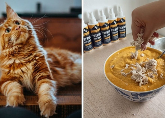 3 Olahan Makanan Kucing Yang Mudah Dibuat di Rumah, Memiliki Nutrisi yang Dibutuhkan Anabul, Ketahui Yu..