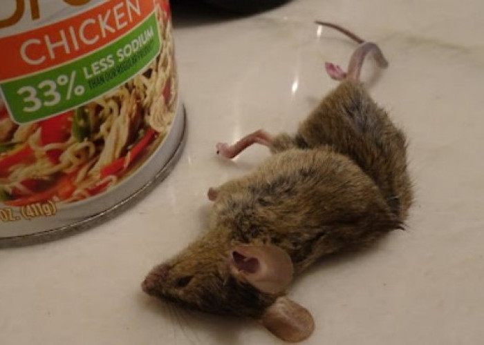 Bikin Tikus Trauma! Ini 6 Cara Usir Tikus dengan Bahan Dapur, dari Bawang Hingga Garam