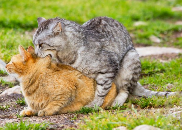 Gak Cuma Manusia, Ternyata Kelainan Kucing Gay Juga Ada! Kenapa Kucing Jantan Kawin dengan Sesama?